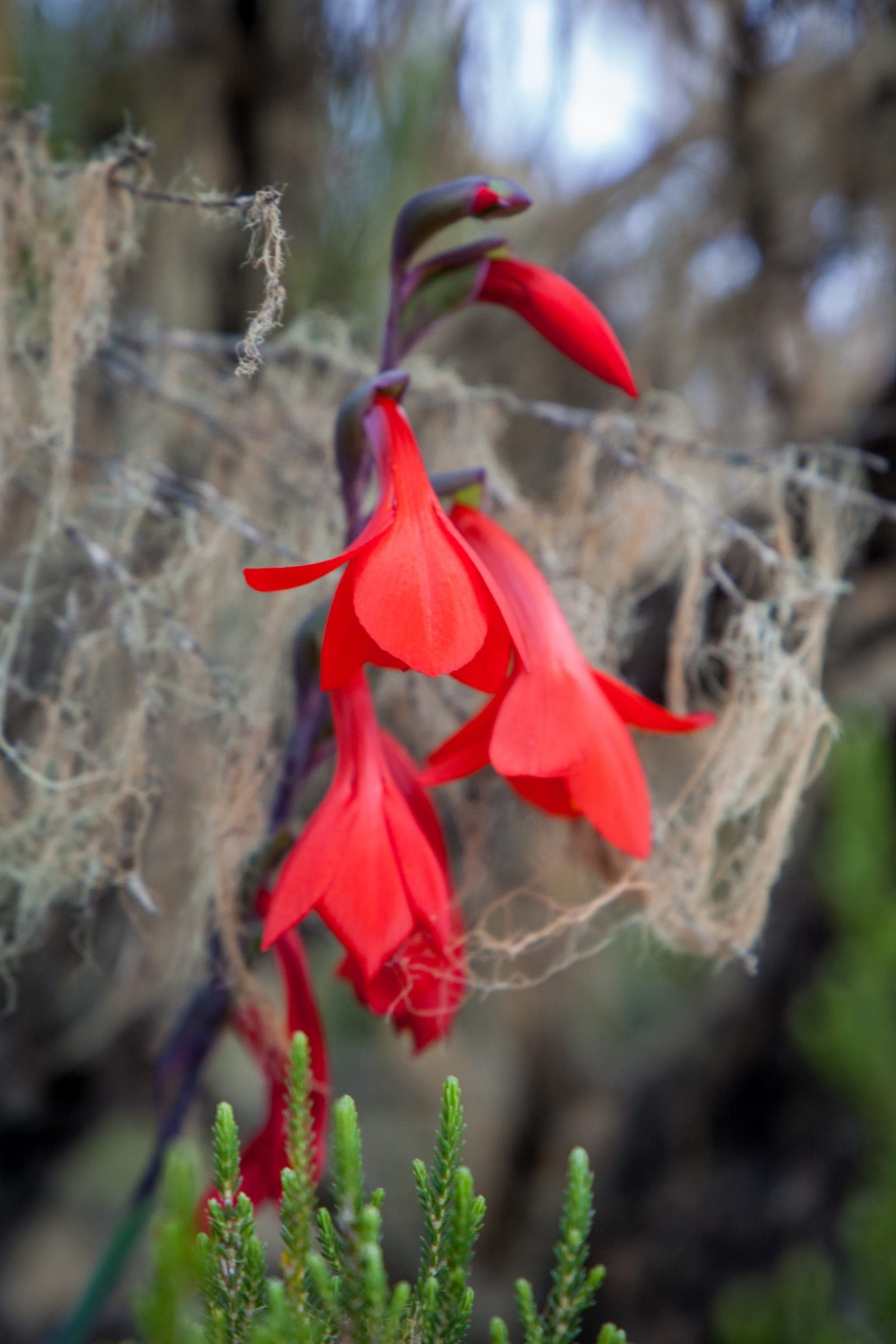 Bright red alpine flowers among lichen on Mt. Kenya