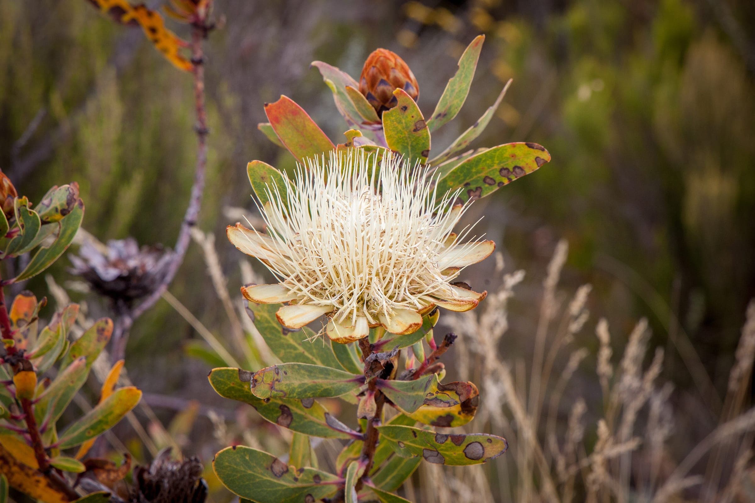 A white protea flower in bloom on the trail to Lake Alice